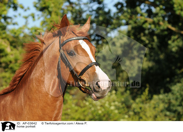 Holsteiner Portrait / horse portrait / AP-03642