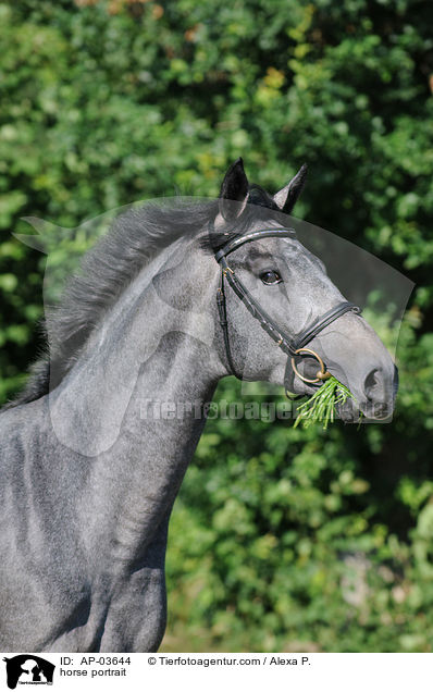Holsteiner Portrait / horse portrait / AP-03644