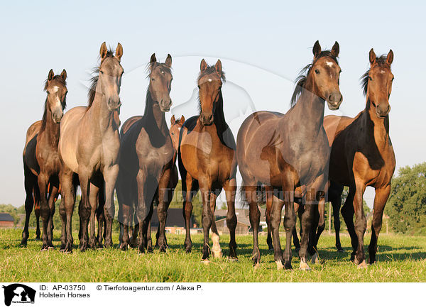 Holstein Horses / AP-03750