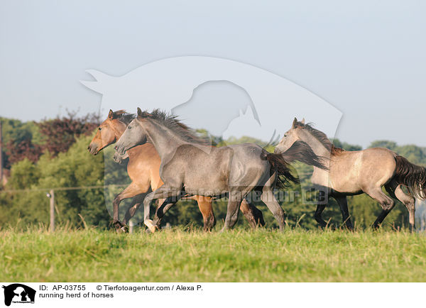 running herd of horses / AP-03755