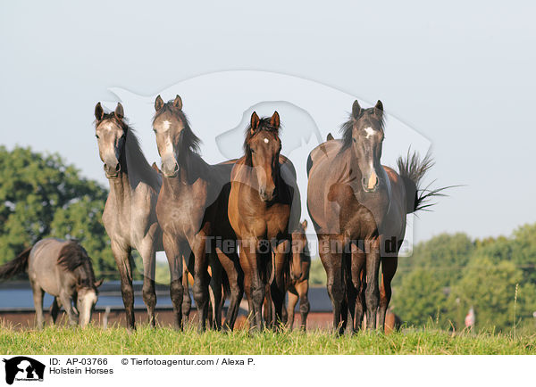 Holsteiner / Holstein Horses / AP-03766