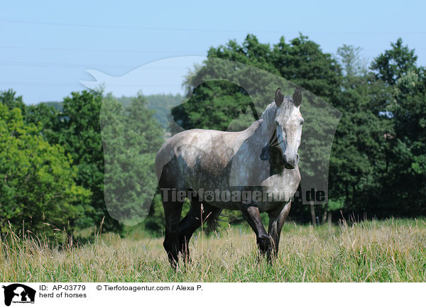 Pferdeherde / herd of horses / AP-03779