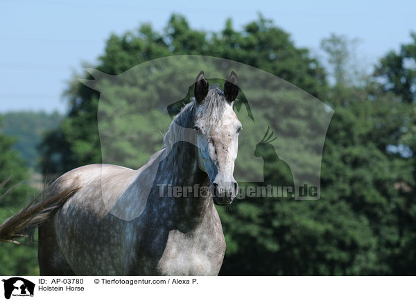 Holsteiner / Holstein Horse / AP-03780