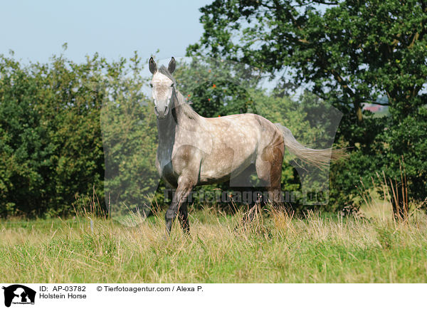 Holsteiner / Holstein Horse / AP-03782