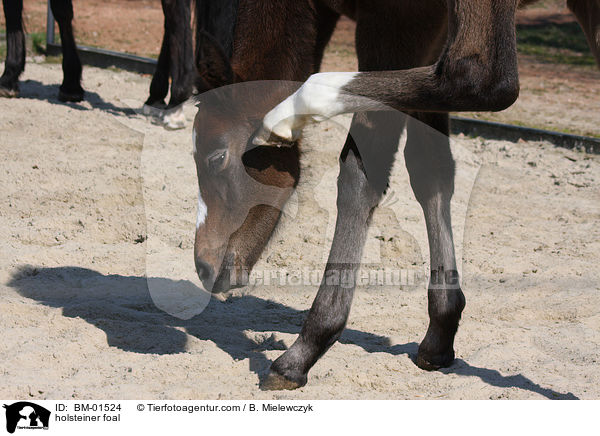 Holsteiner Stutfohlen / holsteiner foal / BM-01524
