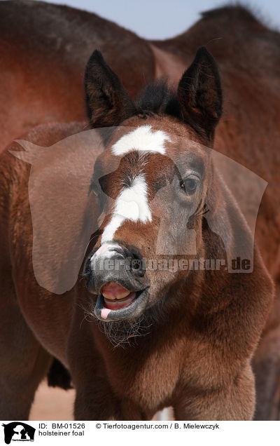 flehmendes Holsteiner Stutfohlen / holsteiner foal / BM-01526