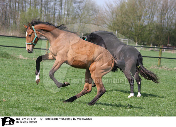 galloping horse / BM-01579