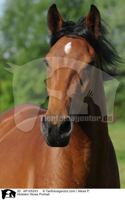 Holsteiner Portrait / Holstein Horse Portrait / AP-05243