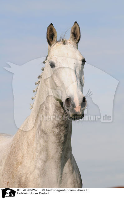 Holsteiner Portrait / Holstein Horse Portrait / AP-05257