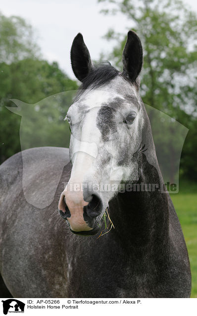 Holsteiner Portrait / Holstein Horse Portrait / AP-05266