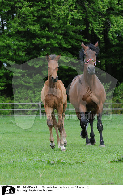 trabende Holsteiner / trotting Holsteiner horses / AP-05271