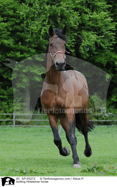 trabender Holsteiner / trotting Holsteiner horse / AP-05272