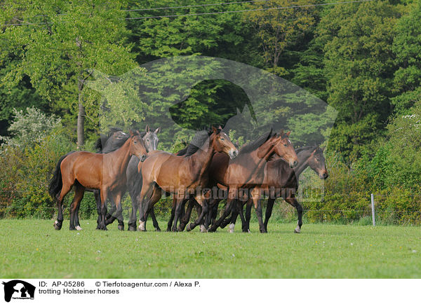 trabende Holsteiner / trotting Holsteiner horses / AP-05286