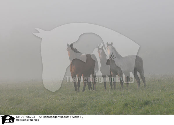 Holsteiner horses / AP-05293