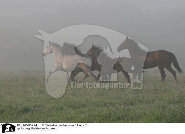 galoppierende Holsteiner / galloping Holsteiner horses / AP-05294