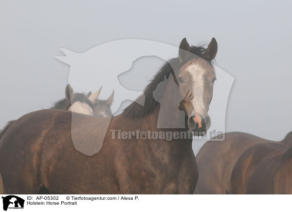 Holsteiner Portrait / Holstein Horse Portrait / AP-05302