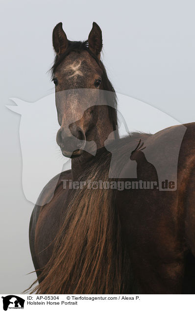 Holsteiner Portrait / Holstein Horse Portrait / AP-05304