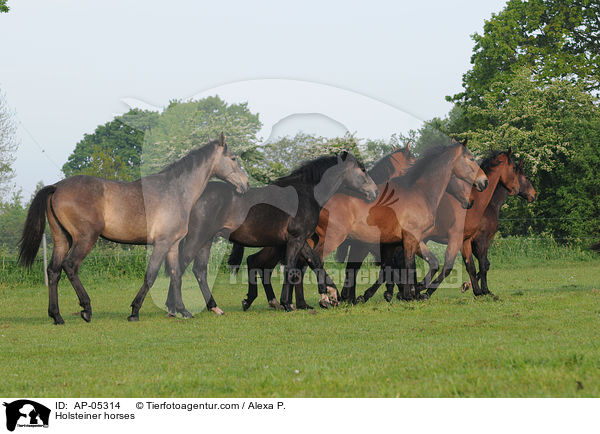 Holsteiner / Holsteiner horses / AP-05314