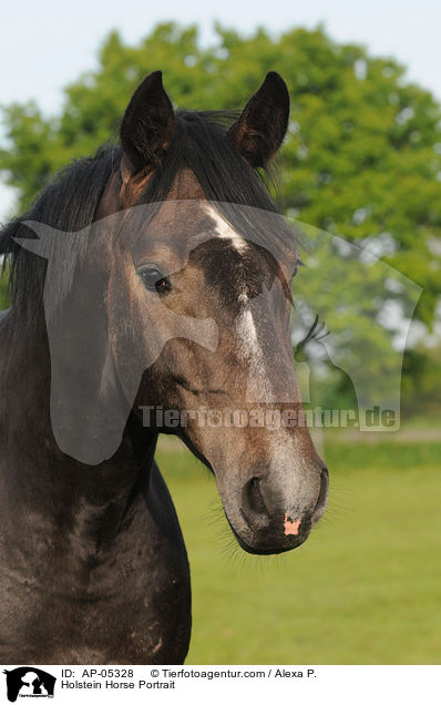 Holsteiner Portrait / Holstein Horse Portrait / AP-05328
