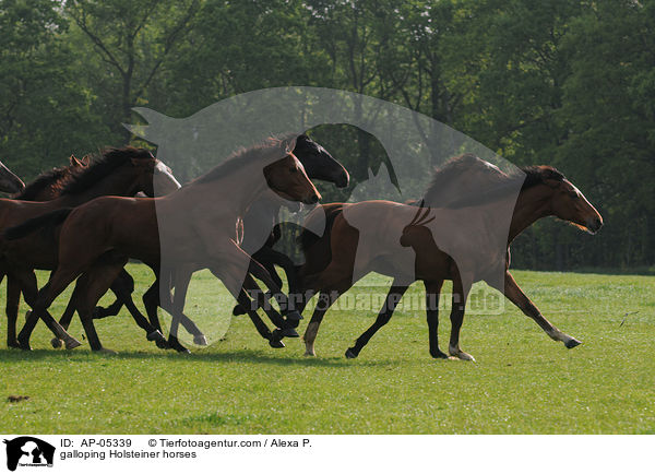 galoppierende Holsteiner / galloping Holsteiner horses / AP-05339