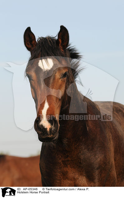 Holsteiner Portrait / Holstein Horse Portrait / AP-05346