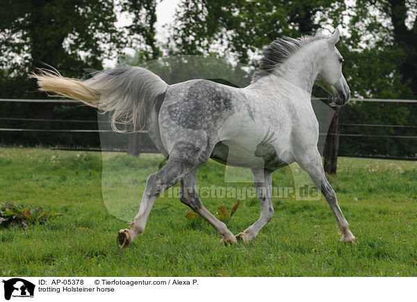 trabender Holsteiner / trotting Holsteiner horse / AP-05378