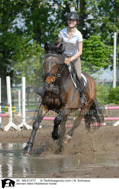 Holsteiner unter dem Reiter / woman rides Holsteiner horse / NS-01377