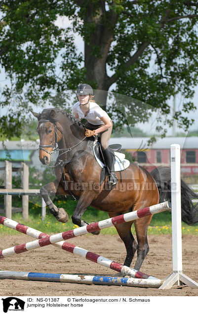 Holsteiner am Sprung / jumping Holsteiner horse / NS-01387