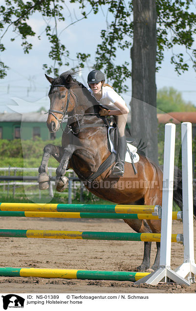 Holsteiner am Sprung / jumping Holsteiner horse / NS-01389