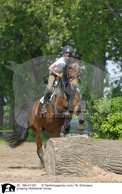 Holsteiner am Sprung / jumping Holsteiner horse / NS-01391