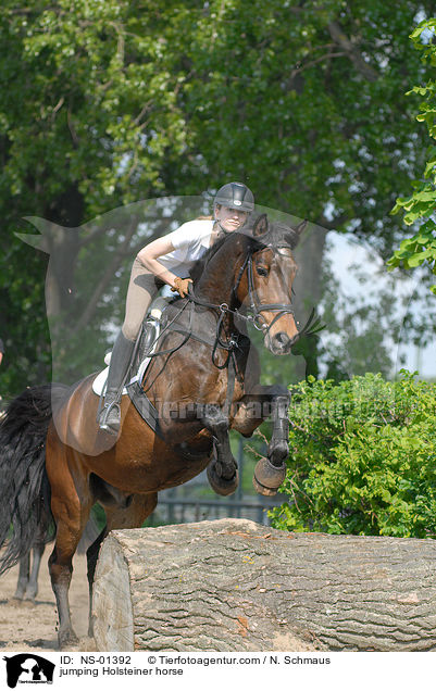 Holsteiner am Sprung / jumping Holsteiner horse / NS-01392