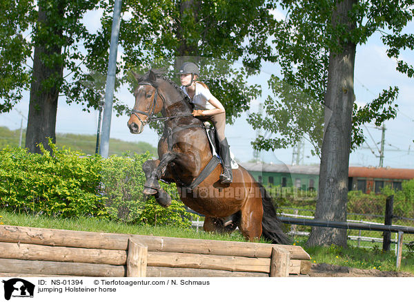Holsteiner am Sprung / jumping Holsteiner horse / NS-01394