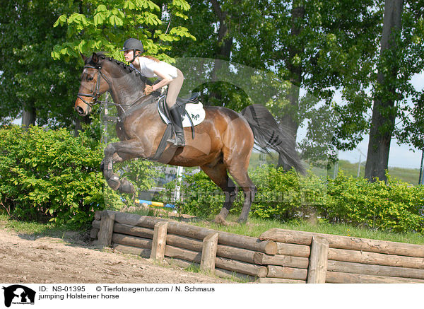 Holsteiner am Sprung / jumping Holsteiner horse / NS-01395