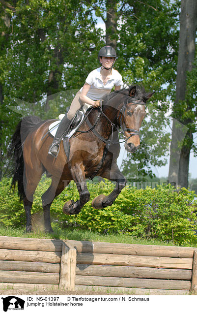 Holsteiner am Sprung / jumping Holsteiner horse / NS-01397