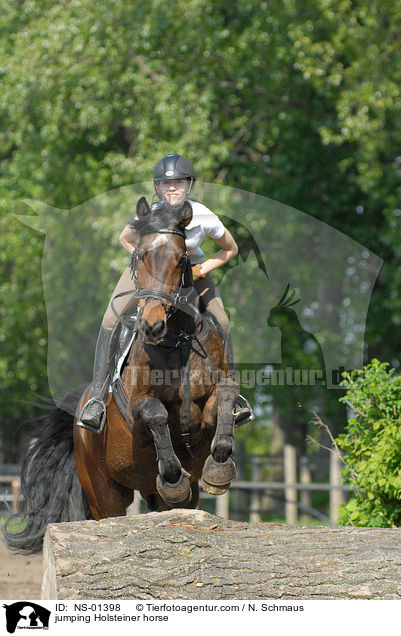 Holsteiner am Sprung / jumping Holsteiner horse / NS-01398