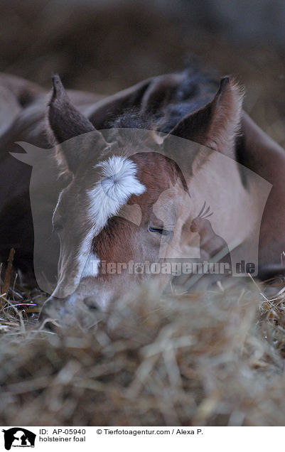 Holsteiner Fohlen / holsteiner foal / AP-05940
