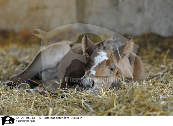 Holsteiner Fohlen / holsteiner foal / AP-05943