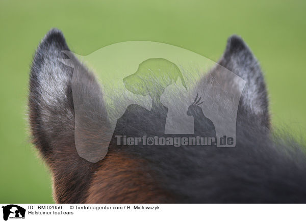 Holsteiner foal ears / BM-02050