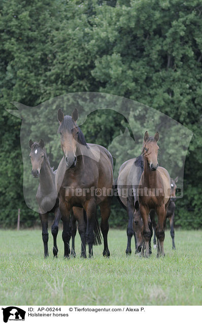 Holsteiner / Holsteiner horses / AP-06244