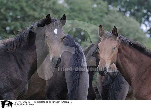 Holsteiner / Holsteiner horses / AP-06247