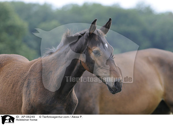 Holsteiner horse / AP-06249