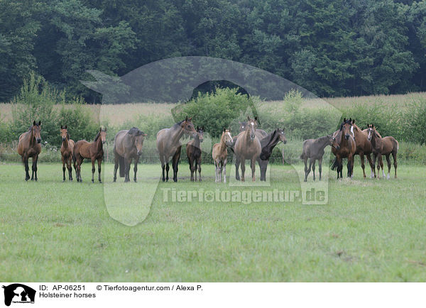 Holsteiner / Holsteiner horses / AP-06251