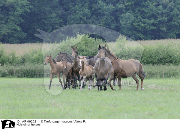 Holsteiner / Holsteiner horses / AP-06252