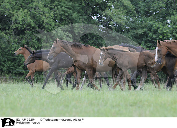 Holsteiner / Holsteiner horses / AP-06254