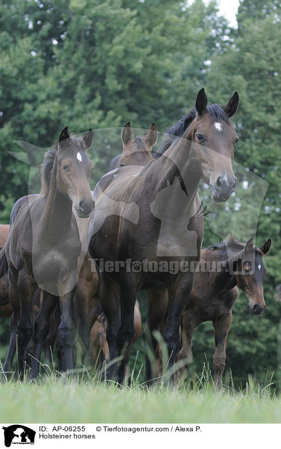 Holsteiner / Holsteiner horses / AP-06255