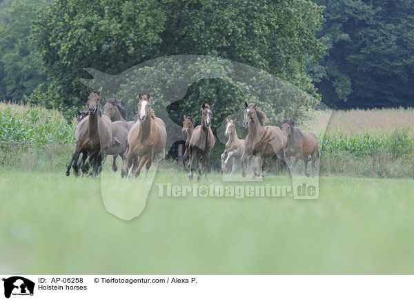 Holstein horses / AP-06258