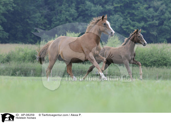Holsteiner / Holstein horses / AP-06259