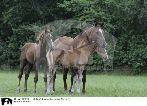 Holstein horses / AP-06262