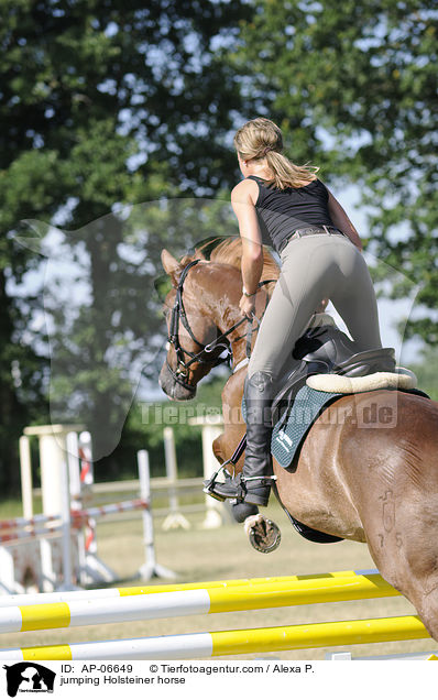 Holsteiner am Sprung / jumping Holsteiner horse / AP-06649