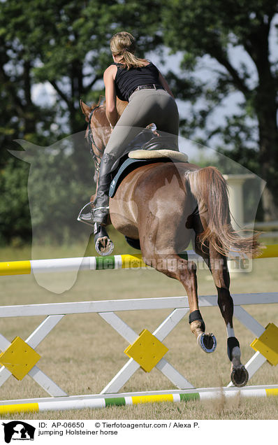 Holsteiner am Sprung / jumping Holsteiner horse / AP-06650